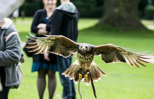 Victorian Falconry at Brodsworth Hall