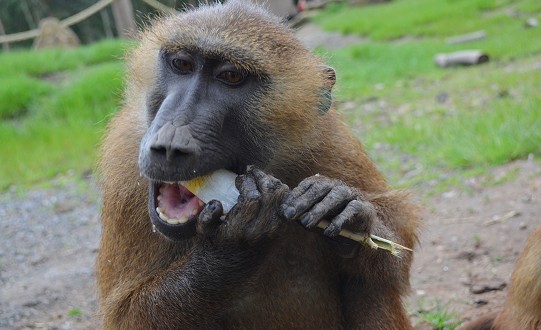 Animals Cool Off With Ice Lollies at Yorkshire Wildlife Park