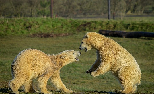 Yorkshire Wildlife Park Praised for their Polar Bear Conservation