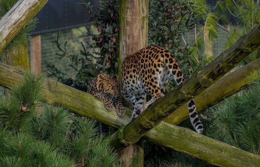 Critically Endangered Amur Leopard Cub Celebrates First Birthday at Yorkshire Wildlife Park