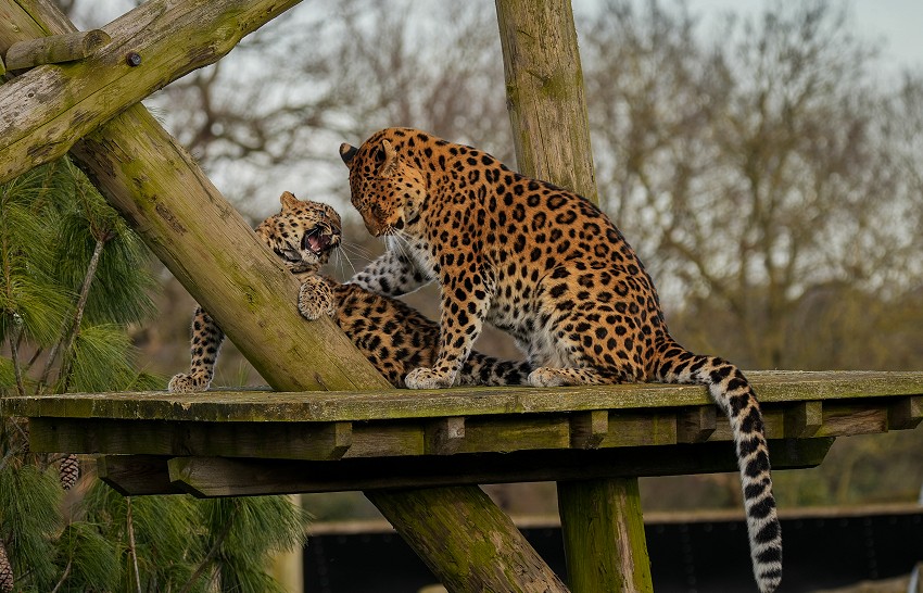 Critically Endangered Amur Leopard Cub Celebrates First Birthday at Yorkshire Wildlife Park